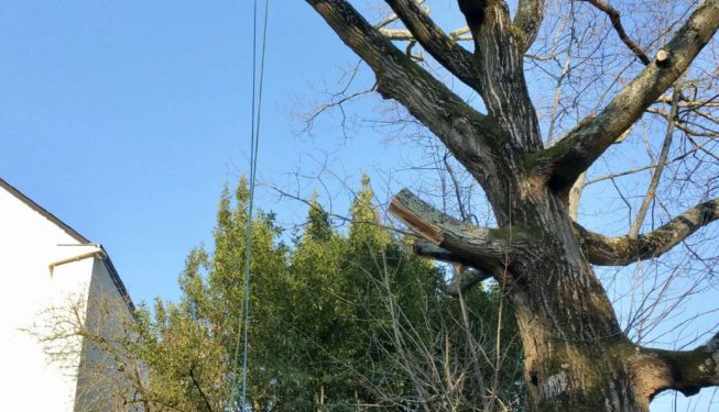 abattage arbre avec papyrus paysage