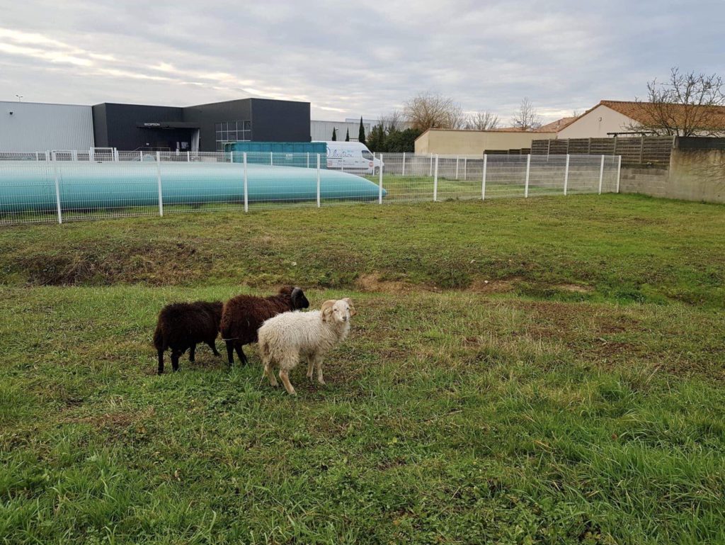 moutons pont saint martin avec papyrus paysage