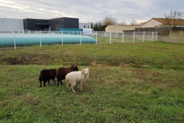 moutons pont saint martin avec papyrus paysage