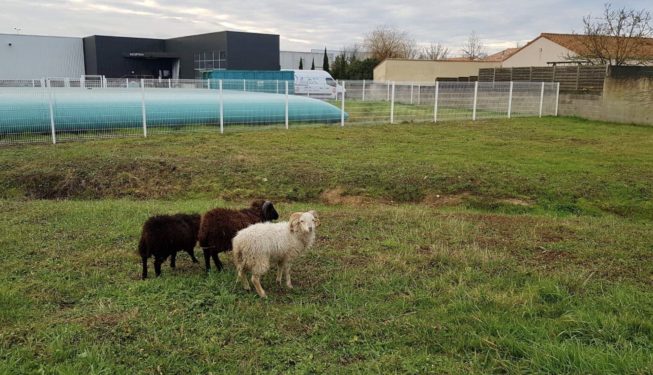 moutons pont saint martin avec papyrus paysage
