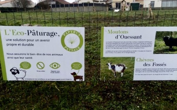 panneaux eco-pâturage avec papyrus paysage