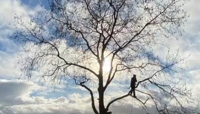 Elagage Arbre Pornic