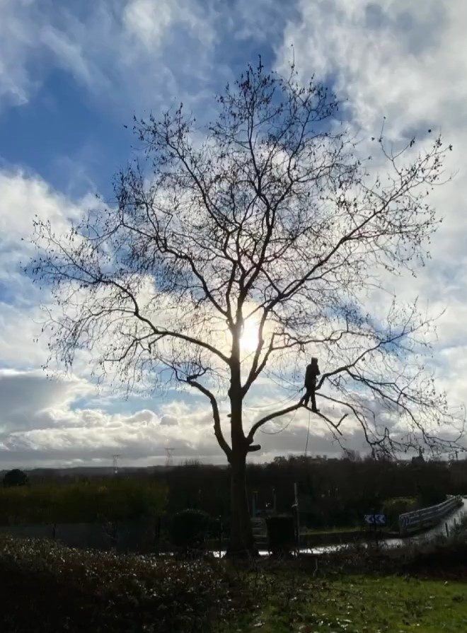 Elagage Arbre Pornic