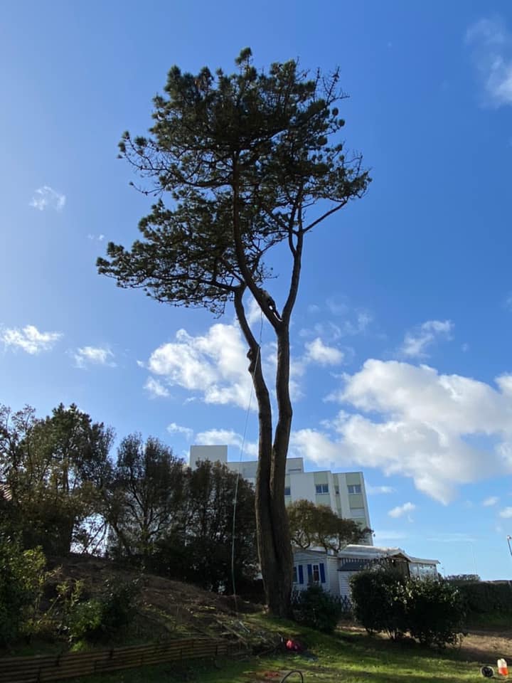 Elagage d'un pin
